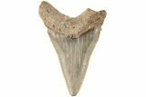Serrated Angustidens Tooth - Megalodon Ancestor #202427-1